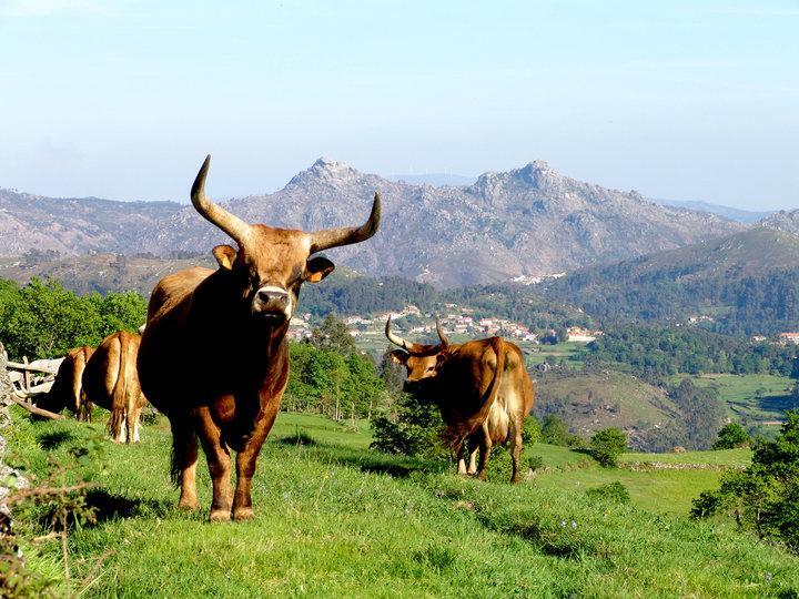 Pension As Termas Bubaces Exteriér fotografie
